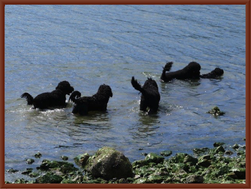 Water Dogs  at the Reunion